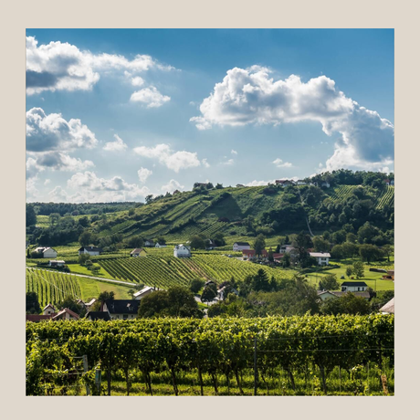 Weinagentur BELY