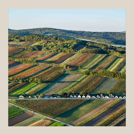 Weinagentur BELY