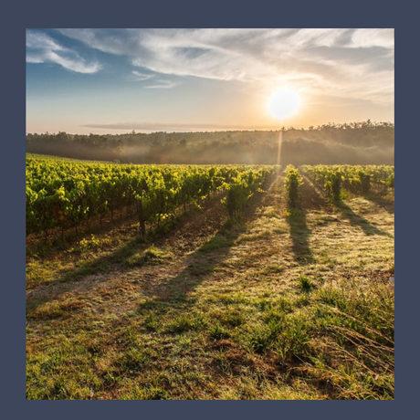 Weinagentur BELY